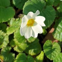 Primula  'Lady Greer'